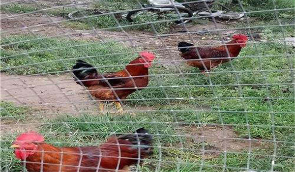 公、母分欄飼養(yǎng)