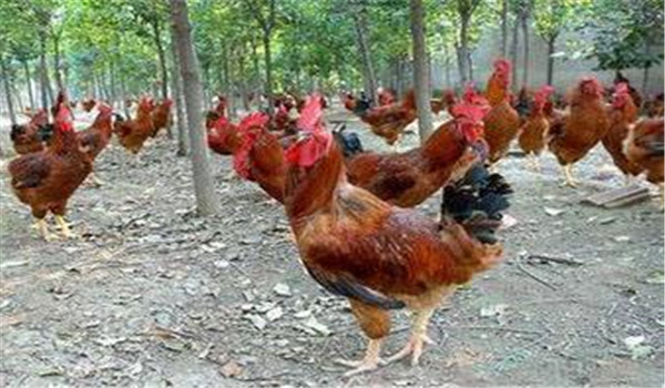 種雞公、母要分開(kāi)飼養(yǎng)