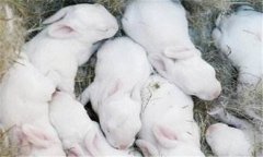 仔兔的飼養(yǎng)管理要點(diǎn)，仔兔睡眠期管理的方法