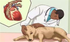 狗鉤蟲病的癥狀 狗鉤蟲病怎么治、多久可以治好
