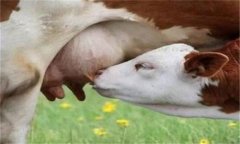 羊乳房炎癥腫塊怎么治療，是怎么引起的