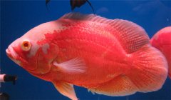 豬仔魚水溫多少合適 豬仔魚怎么養(yǎng)？