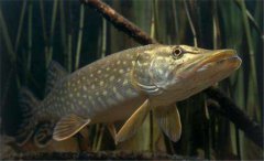 白斑狗魚怎么養(yǎng)，白斑狗魚養(yǎng)殖技術(shù)要點