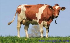 奶牛產(chǎn)犢前后的如何護(hù)理，需注意哪些問(wèn)題？