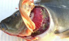 魚爛鰓病怎么處理 爛鰓病怎么治、用什么藥治療