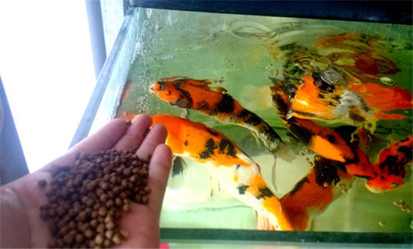 甲魚的攝食、生長與溫度之間的關(guān)系