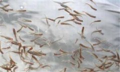 一齡魚(yú)是多少時(shí)間的魚(yú)苗，一齡魚(yú)種的放養(yǎng)要領(lǐng)