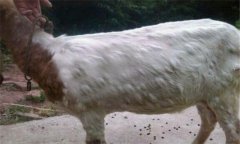 羊痘病的癥狀與治療方法、流行特點(diǎn)