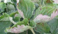 草莓白粉病的癥狀、防治方法、用什么藥好
