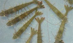 南美白對(duì)蝦病毒有哪些、怎樣防治？