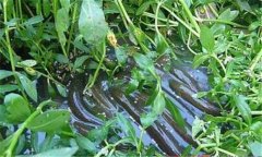 鰻魚(yú)和鱔魚(yú)的區(qū)別有哪些？