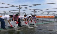 鱖魚苗什么時(shí)候放養(yǎng)，鱖魚苗一年能長多大