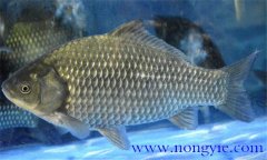 鯽魚有幾種，鯽魚種類知多少？