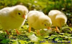 如何飼養(yǎng)小雞 怎樣讓母雞飼養(yǎng)陌生的小雞？