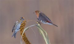 朱頂雀是國家保護(hù)動(dòng)物嗎?怎么繁殖、如何飼養(yǎng)