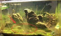 水族箱水渾濁怎么辦、用什么藥 如何布置水草
