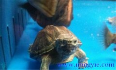 麝香龜可以深水養(yǎng)嗎？麝香龜?shù)男螒B(tài)特點(diǎn)