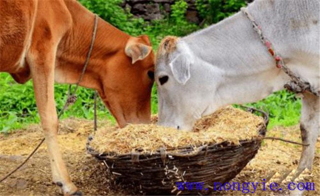 養(yǎng)牛節(jié)省草、節(jié)省飼料的九種辦法