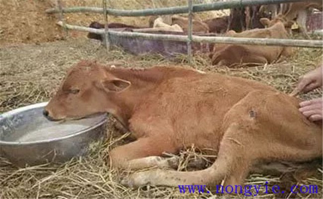 牛水瀉的病因和預(yù)防、防治方法