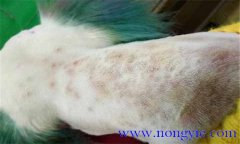 犬真菌性皮膚病癥狀表殃，如何診斷與治療