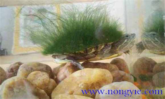 綠毛龜是保護動物嗎、綠毛龜怎么養(yǎng)