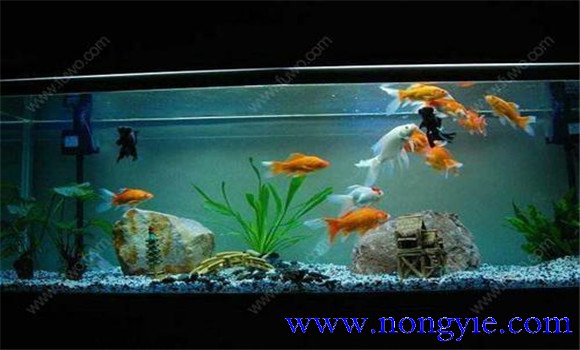 怎樣飼養(yǎng)金魚，飼養(yǎng)金魚注意事項和技術(shù)要點
