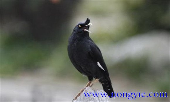 八哥兒吃什么 八哥兒養(yǎng)殖技術