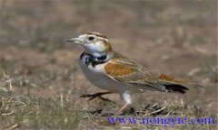 飼養(yǎng)百靈鳥，應(yīng)當(dāng)注意哪些問(wèn)題？