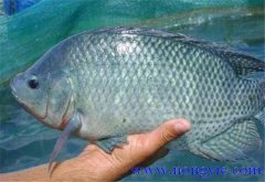 羅非魚的原產(chǎn)地是哪里，其生活習(xí)性如何？
