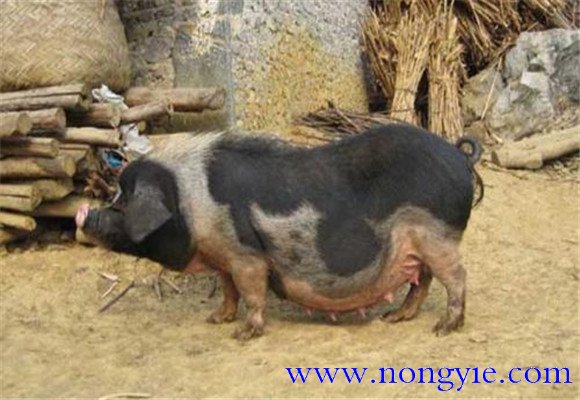 關(guān)嶺豬的產(chǎn)地、品種