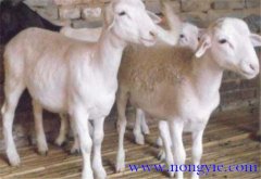 羊胃腸炎癥狀和治療的方法、病因是什么？