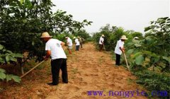 核桃樹施肥方法與時(shí)間，核桃施肥注意事項(xiàng)