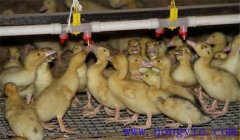 雛鴨飼養(yǎng)及管理要點：飼喂、溫度、飼養(yǎng)密度等
