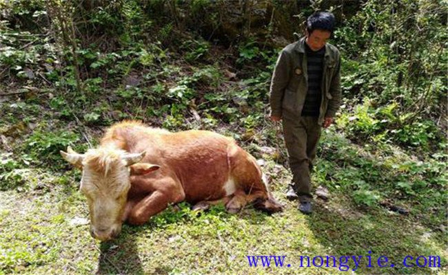 牛食用爛紅薯中毒的癥狀表現(xiàn)、診治與治療方法