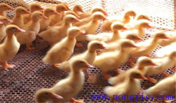 雛鴨開(kāi)水、飲水注意事項(xiàng)