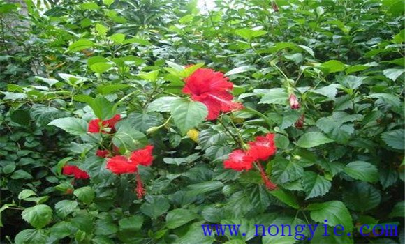 盆栽扶?；ㄔ趺答B(yǎng)才能開(kāi)好花