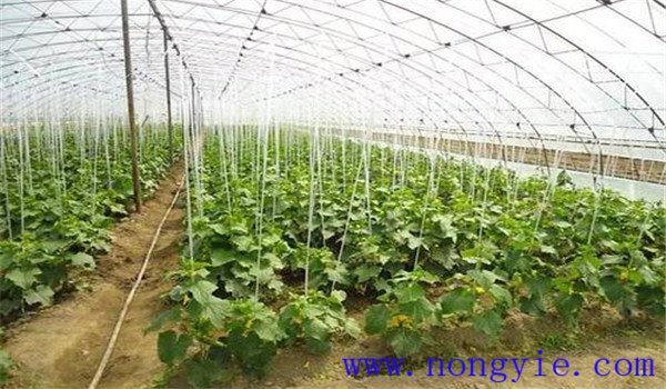 如何合理施用氮肥，施氮肥注意什么