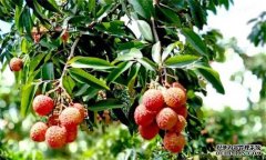 荔枝需要什么種植環(huán)境？荔枝種植技術(shù)有什么？