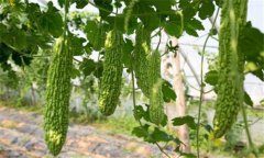 苦瓜種植技術與管理法？苦瓜該如何種植？