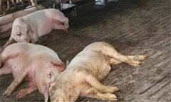 非洲豬瘟的癥狀是什么？如何預(yù)防非洲豬瘟？