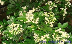 冬季九里香如何種植？該注意哪些環(huán)境因素？