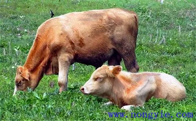 奶牛養(yǎng)殖容易忽略、又必須掌握的飼養(yǎng)管理要點