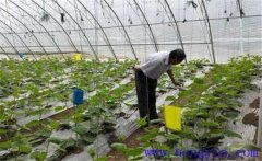 大棚蔬菜如何使用沖施肥，施用時要注意什么