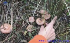 樅樹菌幾月份才有？樅樹菌的營(yíng)養(yǎng)價(jià)值 如何保存