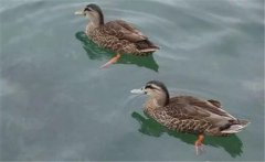 野鴨是幾級保護動物？野鴨十大種類(品種)簡介