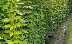 油麻藤屬于什么植物？常綠油麻藤簡(jiǎn)介