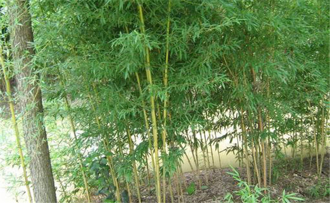 黃槽竹的變種、變型及品種有哪些