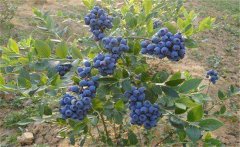 我國的藍(lán)莓產(chǎn)地在哪里？藍(lán)莓種植技術(shù)要點(diǎn)