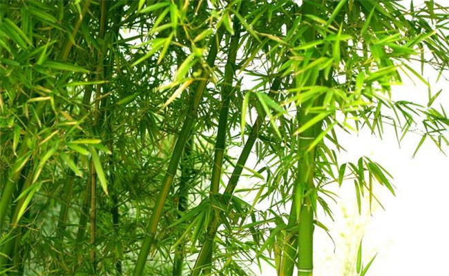 桂竹的生態(tài)習(xí)性及其變種、變型及品種