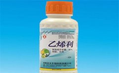 黃瓜為什么要噴乙烯利 噴施時(shí)間、濃度如何掌握